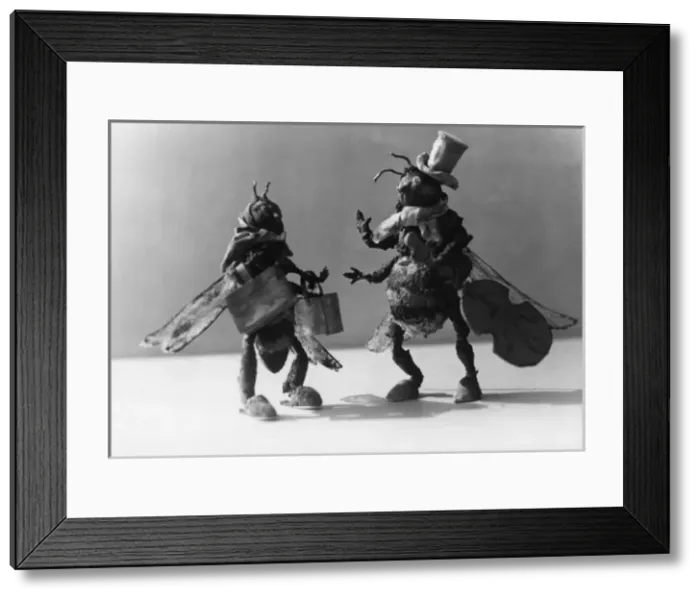Framed Print : Musical Dung Fly Framed Print : Musical Dung Fly