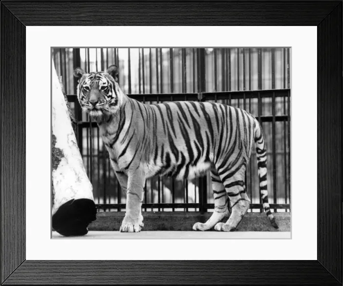 Framed Print : Caged Tiger Framed Print : Caged Tiger