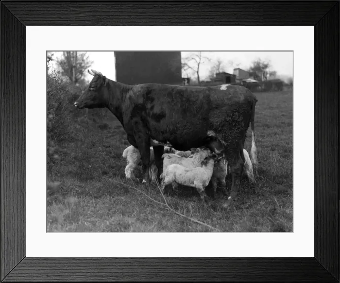 Framed Print : Cow Suckling Lambs Framed Print : Cow Suckling Lambs