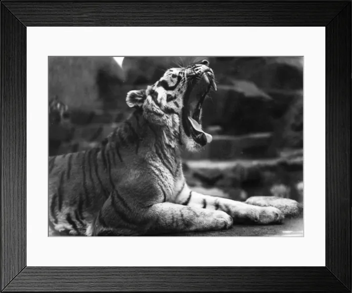 Framed Print : Yawning Tiger Framed Print : Yawning Tiger