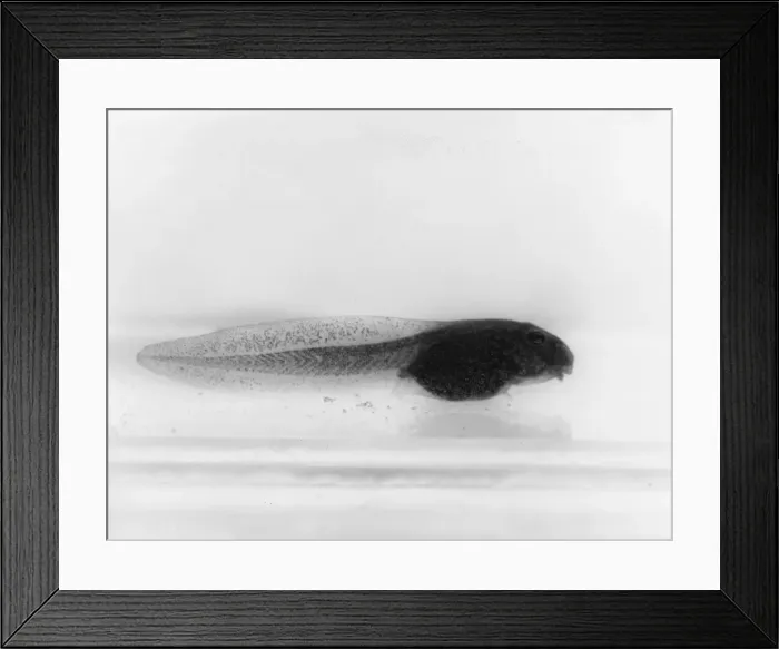Framed Print : Frog Tadpole Framed Print : Frog Tadpole