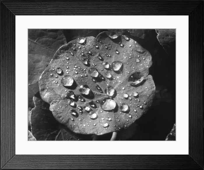 Framed Print : Nasturtium Raindrops Framed Print : Nasturtium Raindrops