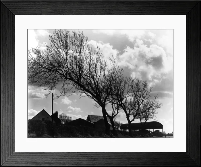 Framed Print : Weatherbeaten Trees Framed Print : Weatherbeaten Trees