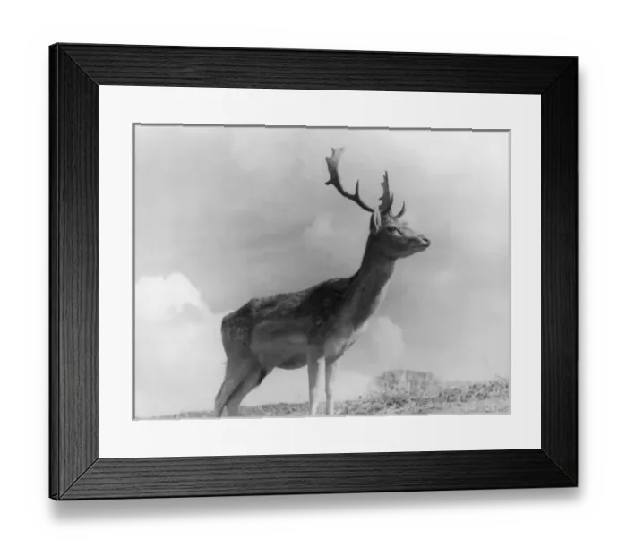 Framed Print : Fallow Deer Stag Framed Print : Fallow Deer Stag