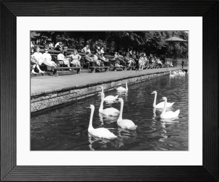 Framed Print : POND SWANS Framed Print : POND SWANS