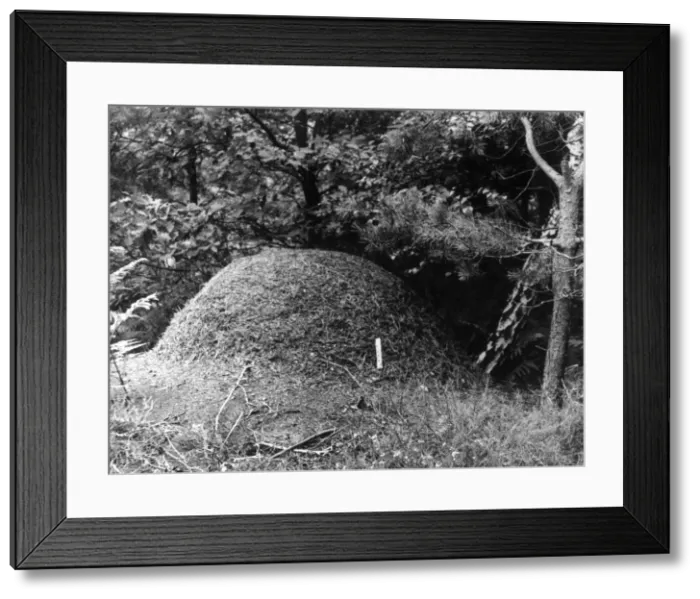 Framed Print : ANT HILL. The nest of a Wood Ant. Date: 1950s Framed Print : ANT HILL. The nest of a Wood Ant. Date: 1950s