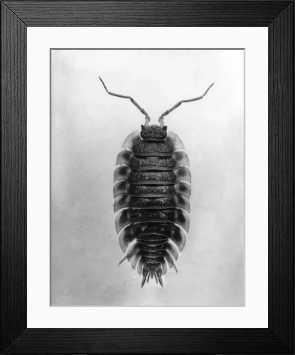 Framed Print : Insect / Wood Louse Framed Print : Insect / Wood Louse