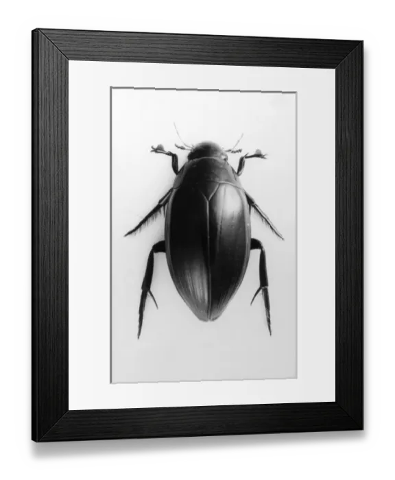 Framed Print : Water Beetle Framed Print : Water Beetle