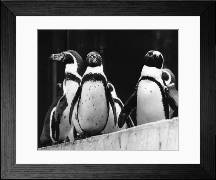 Framed Print : PENGUINS. A group of penguins. Date: 1960s Framed Print : PENGUINS. A group of penguins. Date: 1960s