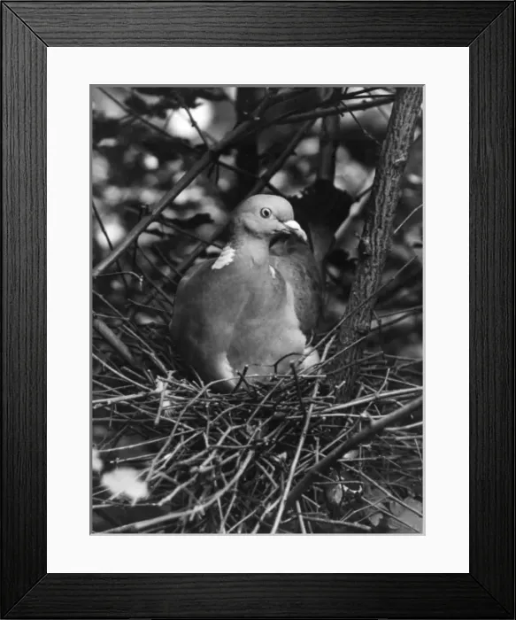 Framed Print : Birds / Pigeon Framed Print : Birds / Pigeon