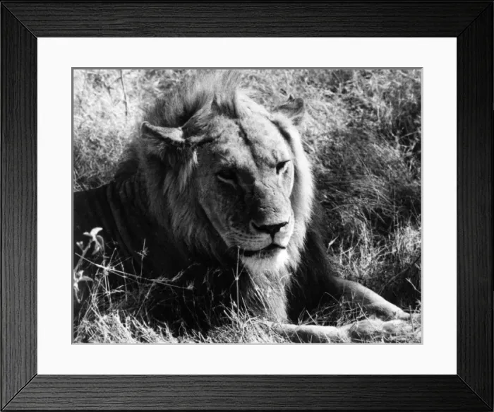 Framed Print : Content Lion Framed Print : Content Lion