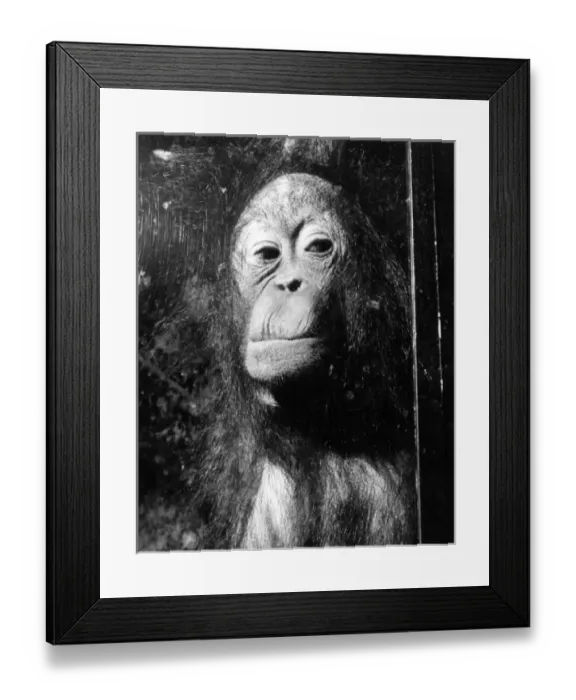 Framed Print : Squashed Orangutan Framed Print : Squashed Orangutan