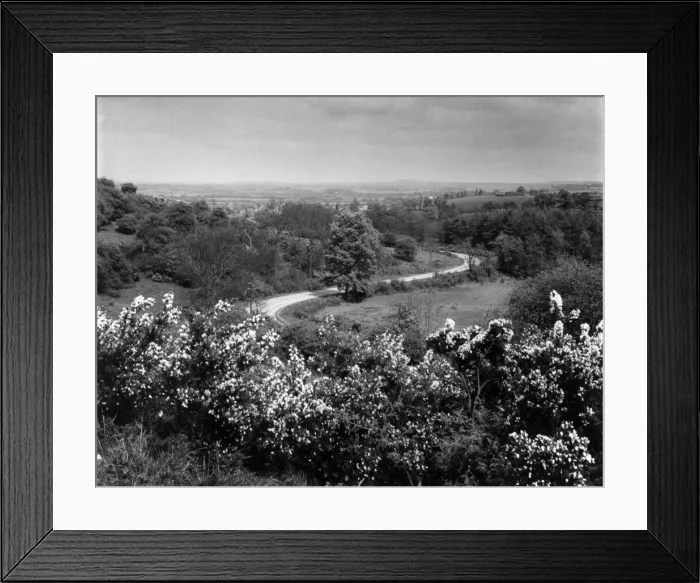 Framed Print : Warwickshire Gorse Framed Print : Warwickshire Gorse
