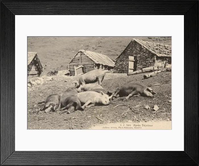 Framed Print : Switzerland - Pigs take a nap after lunch Framed Print : Switzerland - Pigs take a nap after lunch
