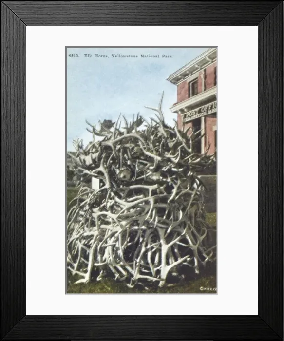 Framed Print : Pile of elk horns - Yellowstone National Park Framed Print : Pile of elk horns - Yellowstone National Park