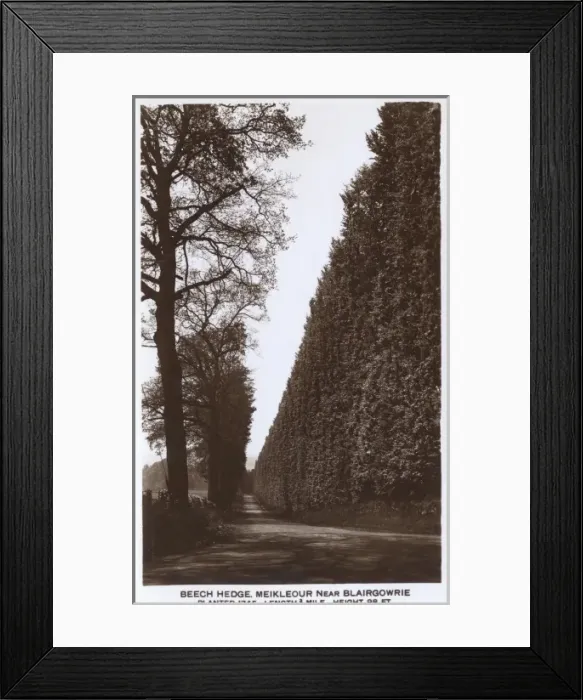 Framed Print : The Beech Hedge, Meikleour near Blairgowrie Framed Print : The Beech Hedge, Meikleour near Blairgowrie
