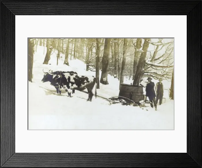 Framed Print : Sap gathering in an American Maple Orchard Framed Print : Sap gathering in an American Maple Orchard