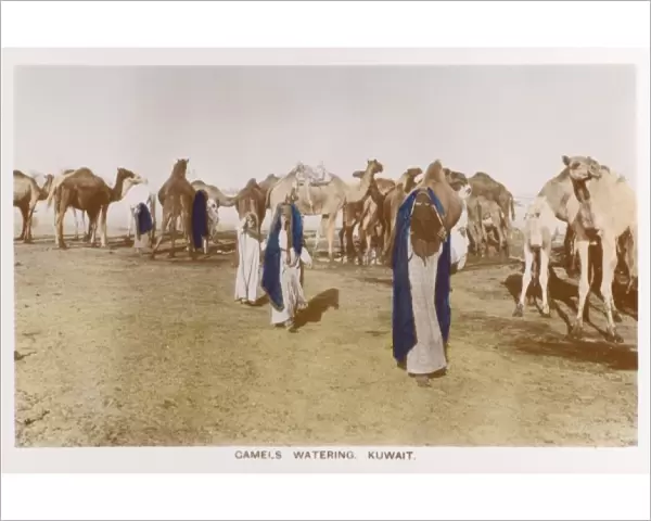 Camels Watering - Kuwait