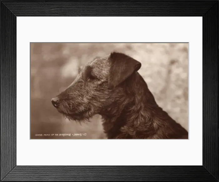 Framed Print : An Airedale Framed Print : An Airedale