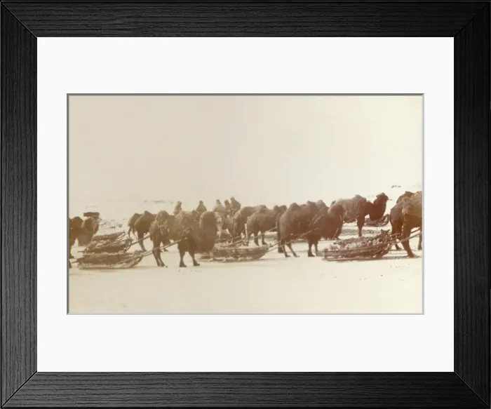 Framed Print : Karaganda, Kazakhstan - Camels pulling sleds of ore Framed Print : Karaganda, Kazakhstan - Camels pulling sleds of ore