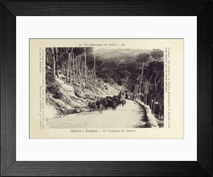 Framed Print : Lebanon - Mount Lebanon - Goats herded upwards Framed Print : Lebanon - Mount Lebanon - Goats herded upwards