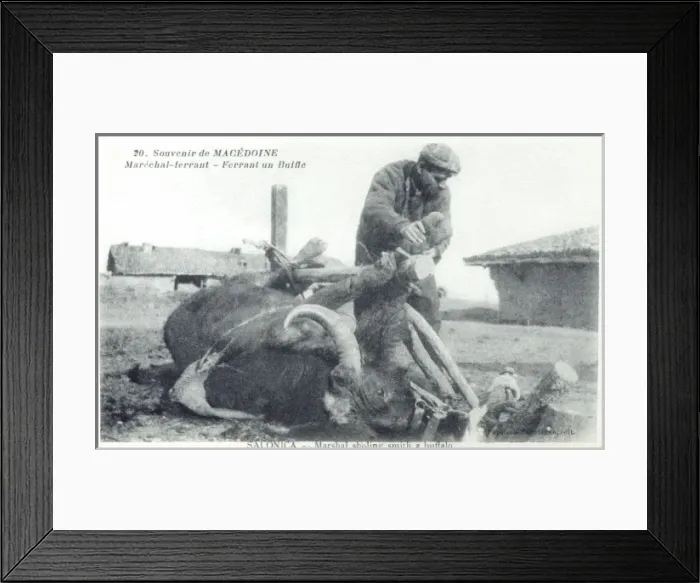 Framed Print : Macedonia - Blacksmith shoeing a Buffalo Framed Print : Macedonia - Blacksmith shoeing a Buffalo