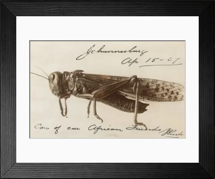 Framed Print : South African Locust Framed Print : South African Locust