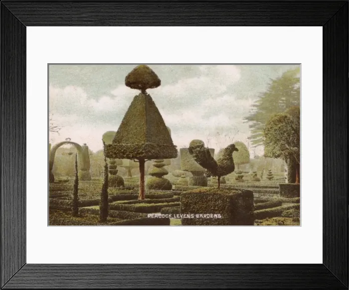 Framed Print : Peacok Topiary - Levens Hall Gardens Framed Print : Peacok Topiary - Levens Hall Gardens