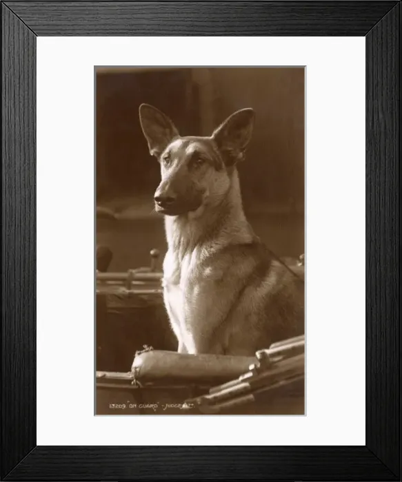 Framed Print : Alsatian dog on guard in a carriage Framed Print : Alsatian dog on guard in a carriage