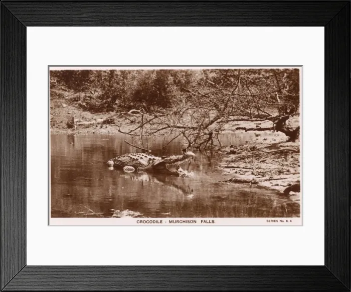 Framed Print : Crocodile at Murchison Falls, Uganda Framed Print : Crocodile at Murchison Falls, Uganda