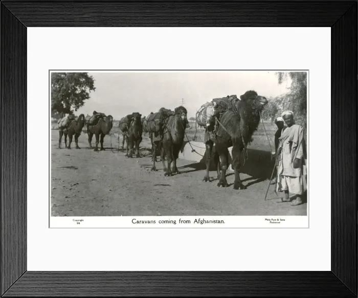 Framed Print : Pakistan - Camel Caravan arriving from Afghanistan Framed Print : Pakistan - Camel Caravan arriving from Afghanistan