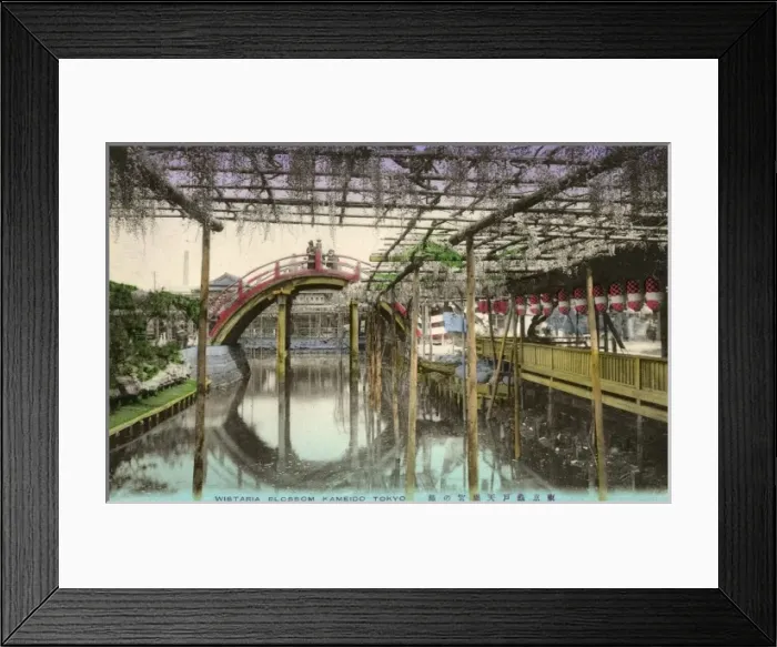 Framed Print : Kameido Garden, Tokyo - Wisteria Blossom Framed Print : Kameido Garden, Tokyo - Wisteria Blossom