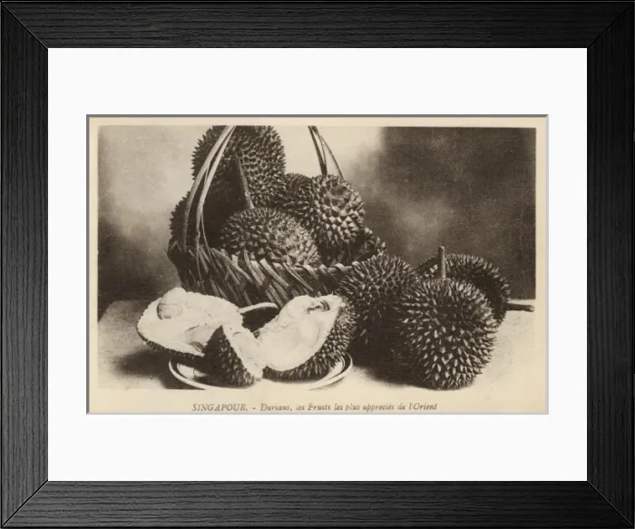 Framed Print : Durian fruit from Singapore Framed Print : Durian fruit from Singapore