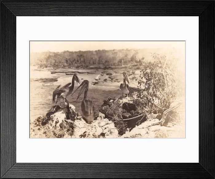 Framed Print : America White Pelicans - Canada Framed Print : America White Pelicans - Canada