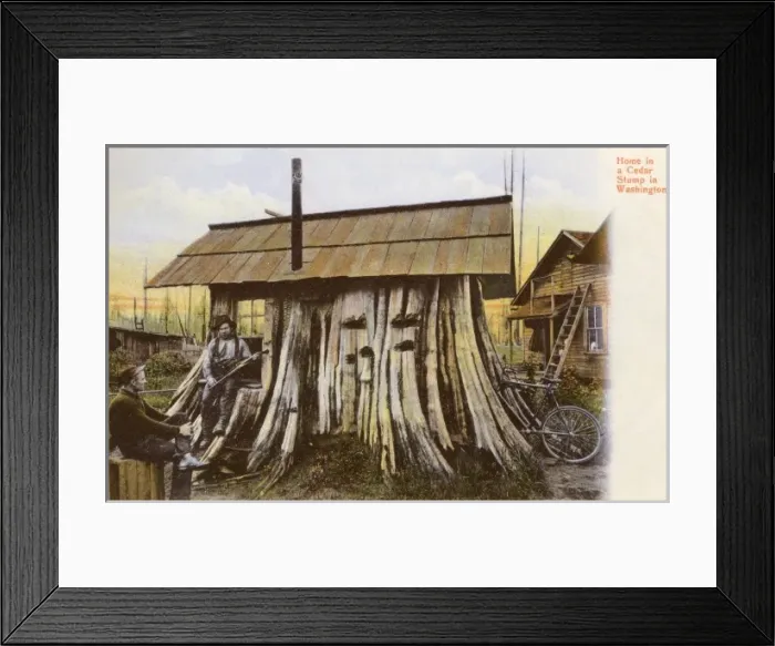 Framed Print : Cedar Stump Residence, Oregon Framed Print : Cedar Stump Residence, Oregon