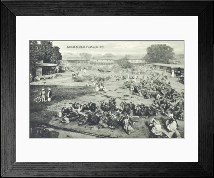 Framed Print : Camel Market, Peshawar, Pakistan Framed Print : Camel Market, Peshawar, Pakistan