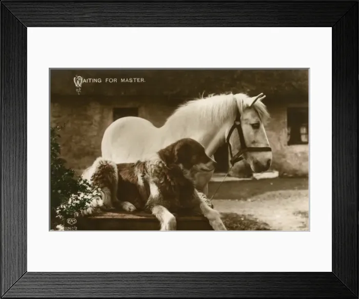 Framed Print : Waiting For Master Framed Print : Waiting For Master
