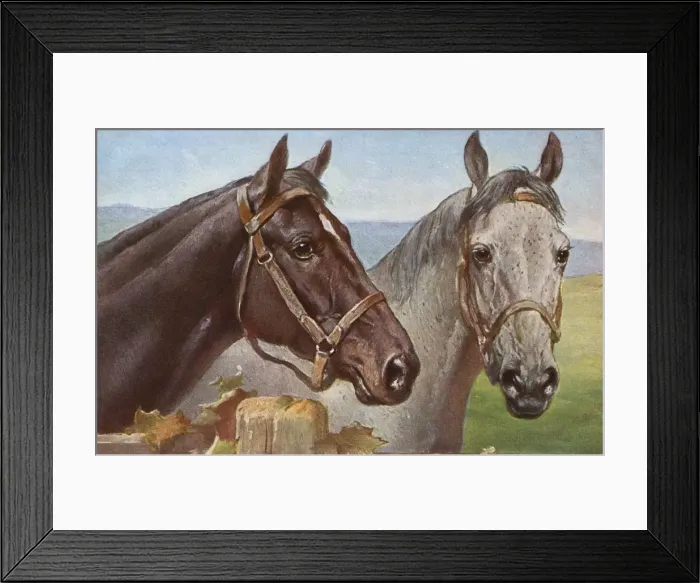 Framed Print : Portrait of two horses Framed Print : Portrait of two horses