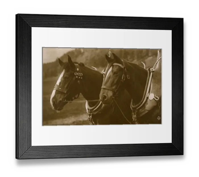 Framed Print : Pair of Working Horses Framed Print : Pair of Working Horses