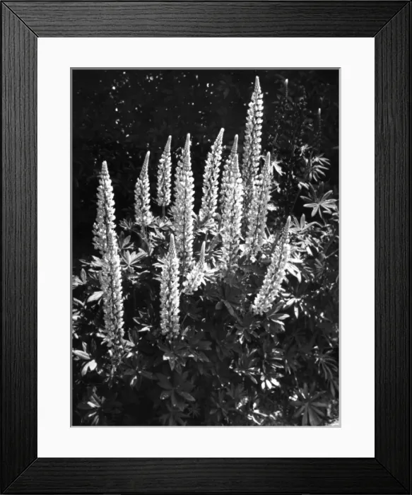 Framed Print : Study of Lupins Framed Print : Study of Lupins