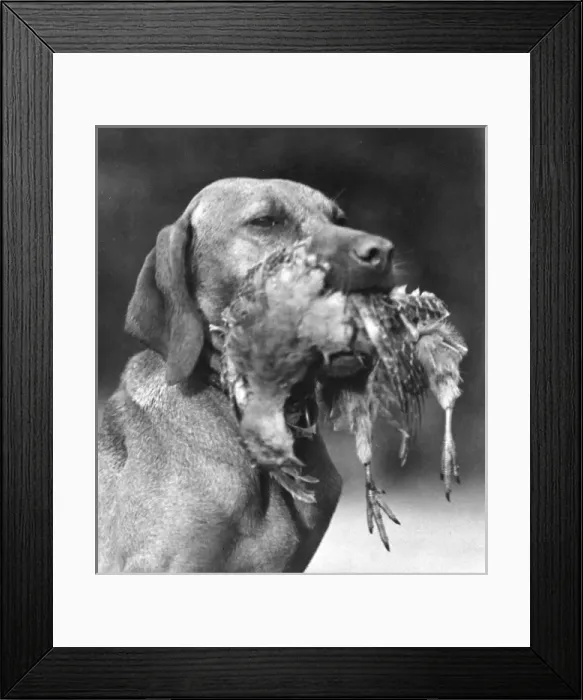 Framed Print : Dog with a Bird Framed Print : Dog with a Bird