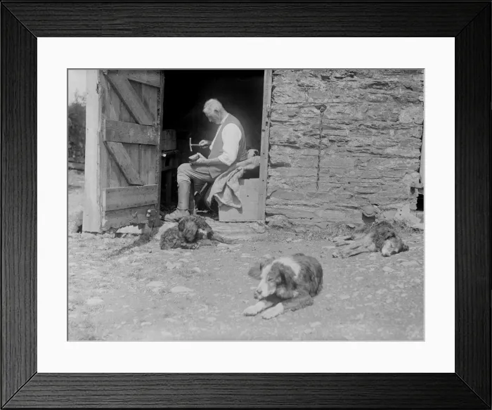 Framed Print : Farmyard Dogs Framed Print : Farmyard Dogs