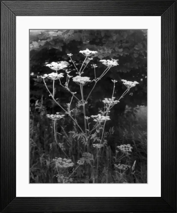 Framed Print : Wild Parsnip Framed Print : Wild Parsnip