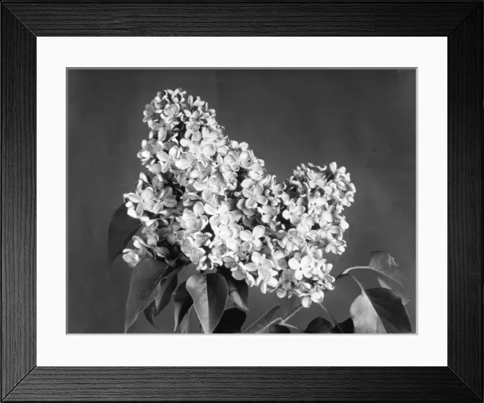 Framed Print : Lilac Flowers Framed Print : Lilac Flowers