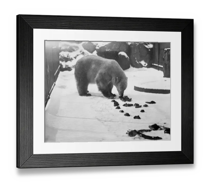 Framed Print : Bear in the Snow Framed Print : Bear in the Snow