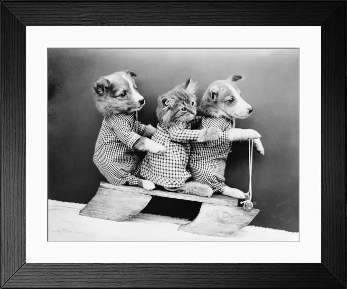 Framed Print : Sledging Dogs and Cat Framed Print : Sledging Dogs and Cat