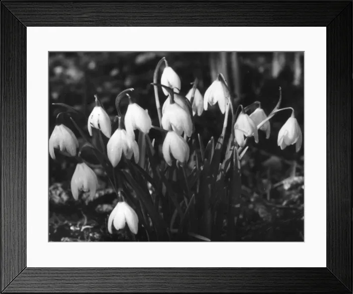 Framed Print : SNOWDROPS. Snowdrops, some of Springs earliest and well-loved flowers. Date: 1950s Framed Print : SNOWDROPS. Snowdrops, some of Springs earliest and well-loved flowers. Date: 1950s