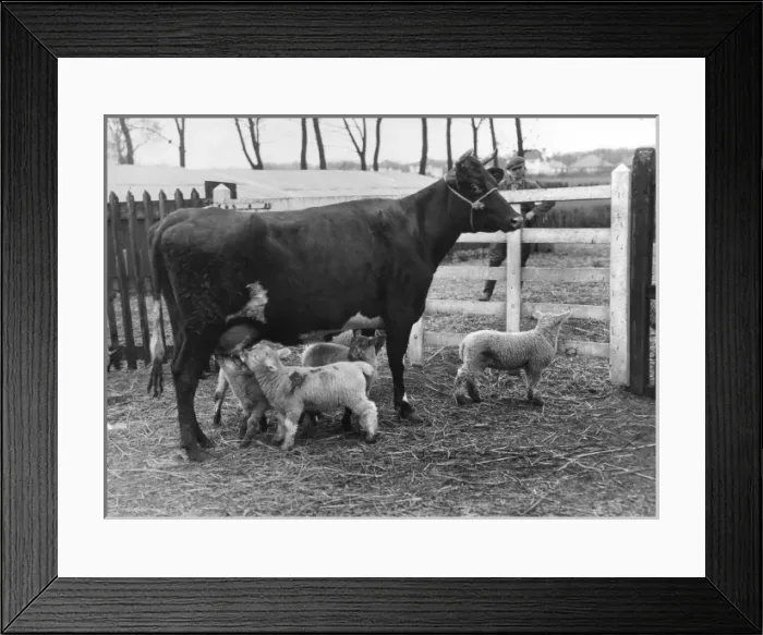Framed Print : Cow Suckling Lambs Framed Print : Cow Suckling Lambs