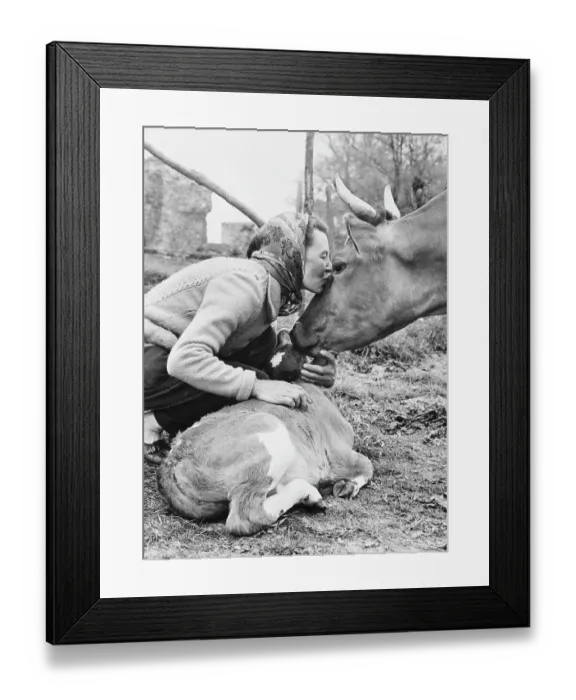 Framed Print : Kissing a Cow Framed Print : Kissing a Cow