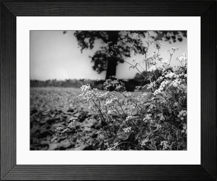 Framed Print : Fools Parsley Framed Print : Fools Parsley